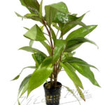 Hygrophila siamensis