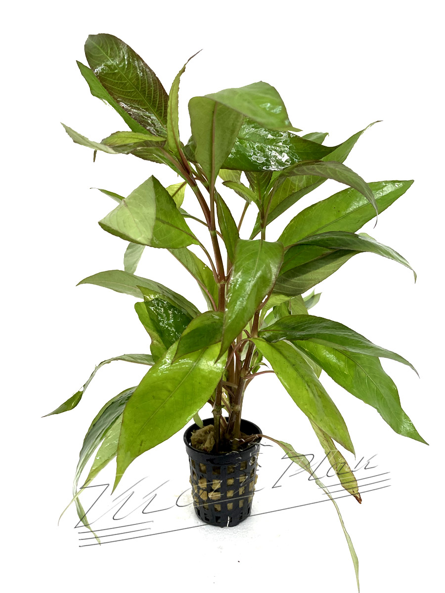 AquaOne Hygrophila Siamensis - Planta De Acuario Fácil, Enraizada, Ideal Para Principiantes En Aquascaping