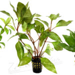 Hygrophila surtidas