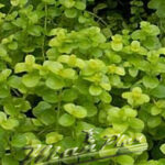 Lysimachia  nummularia "AUREA"