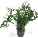 Microsorium windelovii- RIZADO