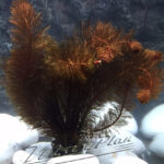Miriophillum rojo planta ManPlan