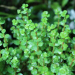 Rotala rotundifolia verde ManPlan