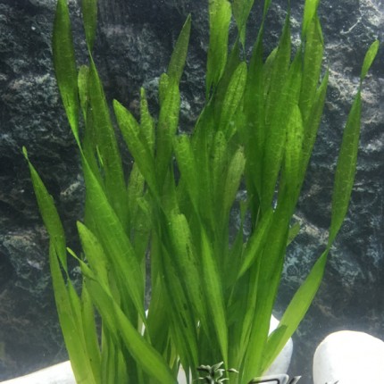 Vallisneria asiatica (rizada) ManPlan