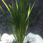 Vallisneria spiralis ManPlan