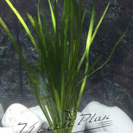 Vallisneria spiralis ManPlan