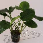 Anubias barteri "Wrinkle leave"