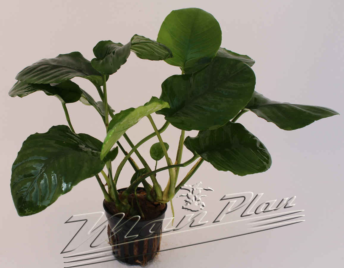 Anubias barteri "Wrinkle leave"