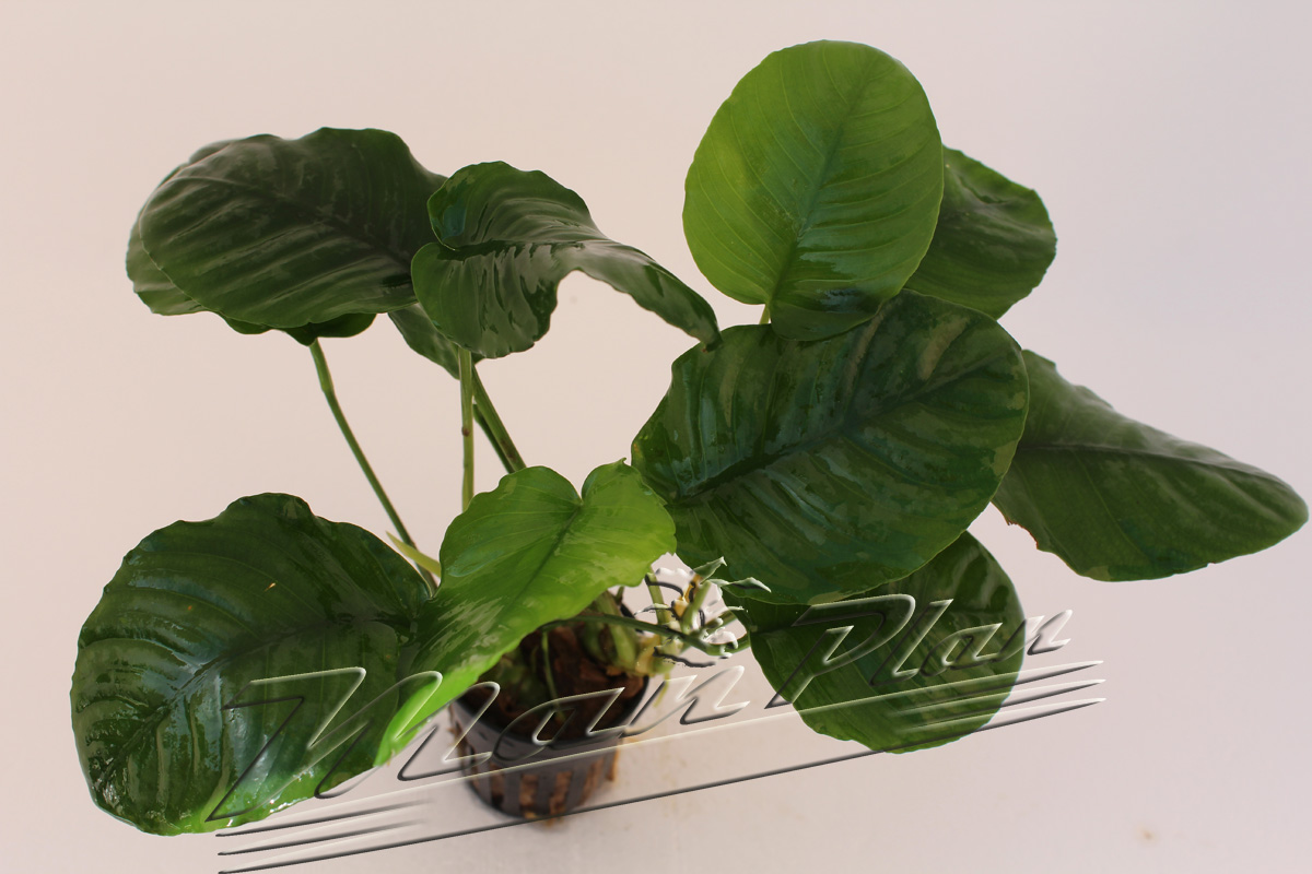 Anubias barteri "Wrinkle leave" - Imagen 2