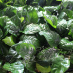 7 Anubias espectaculares