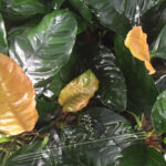 anubias coffefolia ManPlan