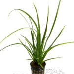 Cyperus SP.