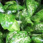 dieffenbachia hojas ManPLan