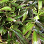 dracena terminalis detalle ManPlan