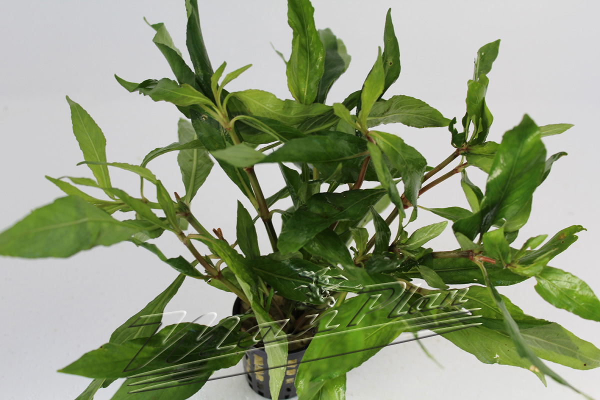 Hygrophila agustifolia - Imagen 2