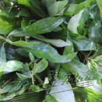 Hygrophila agustifolia