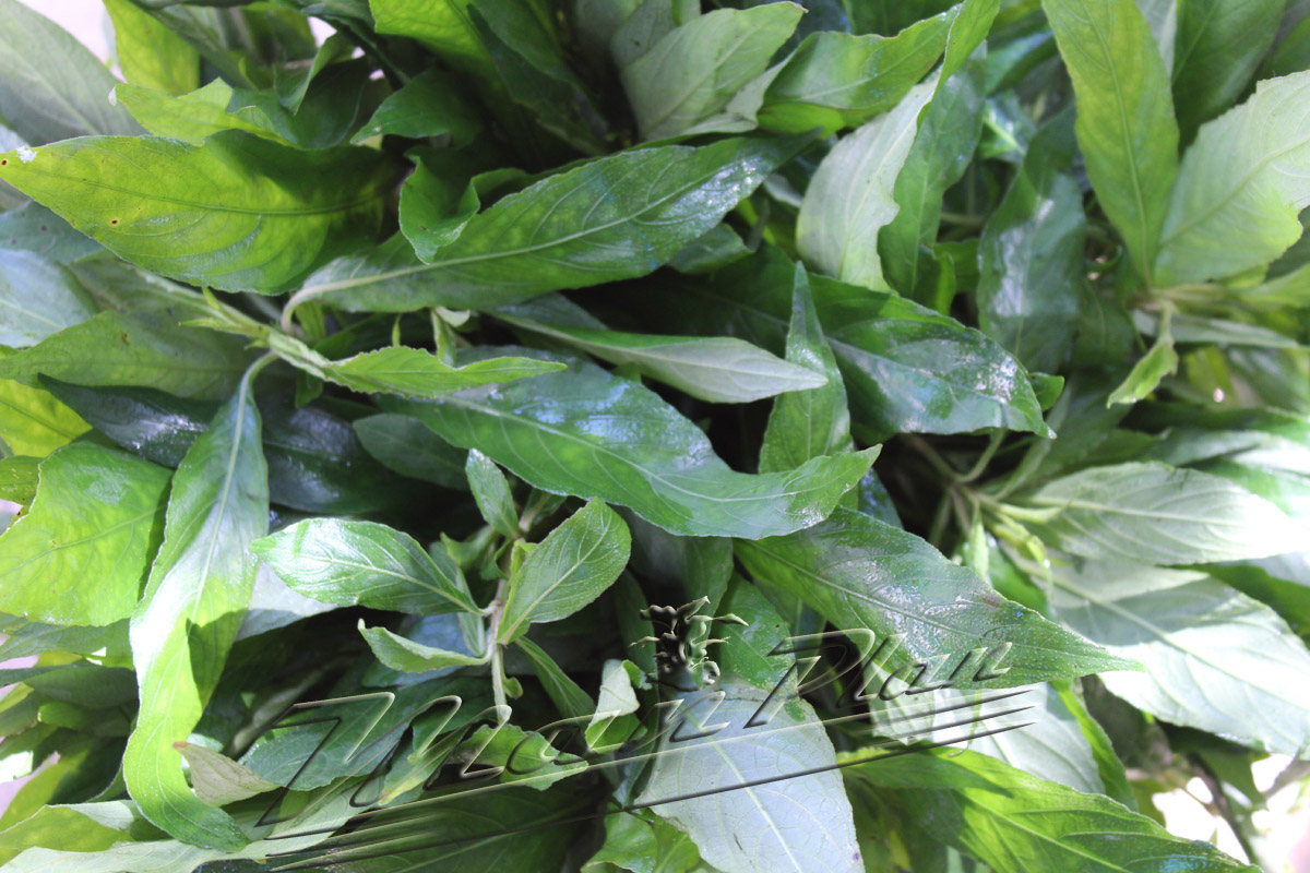 Hygrophila agustifolia