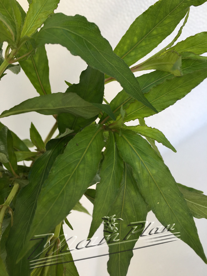 Hygrophila agustifolia - Imagen 4