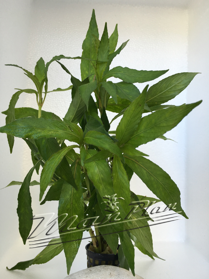 Hygrophila agustifolia - Imagen 5