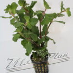 Hygrophila difformis emergida