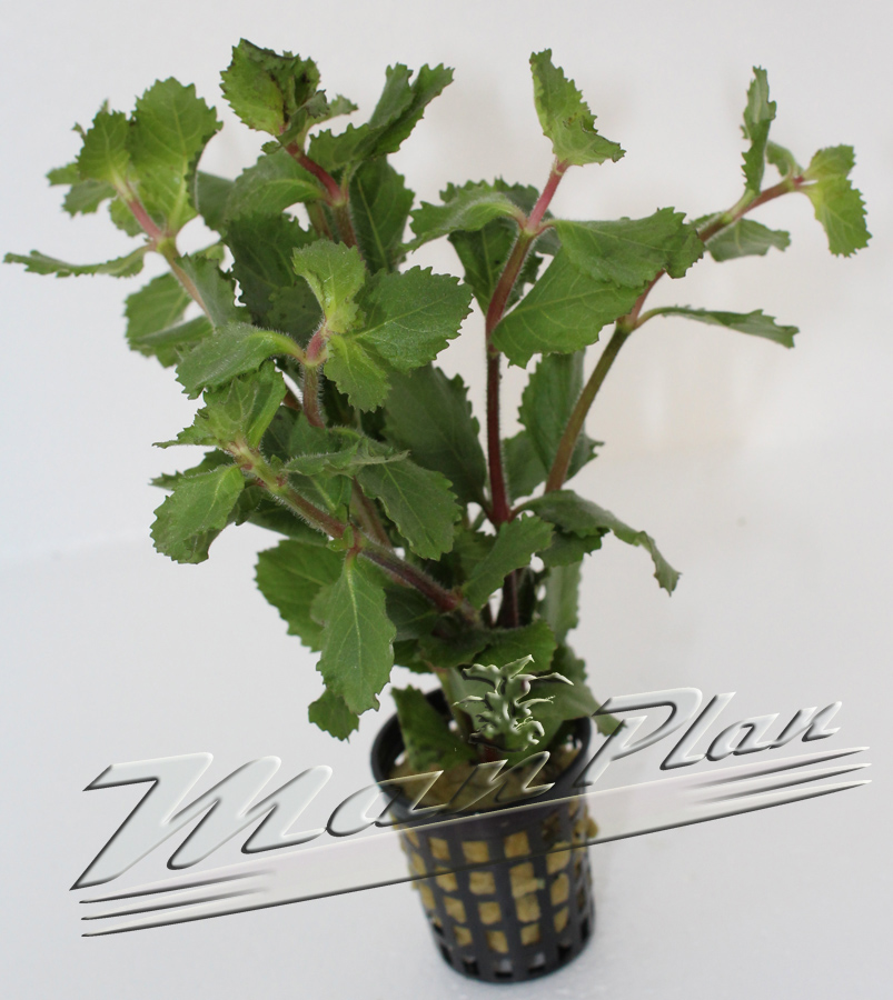 Hygrophila difformis emergida