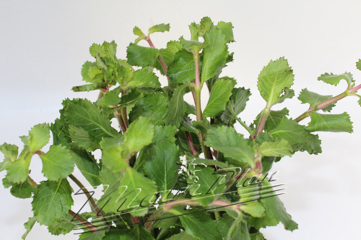 Hygrophila difformis emergida - Imagen 2