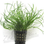 Isoetes vetata