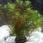 rotala walichii planta manPlan