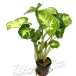 Syngonium albolineatus