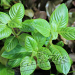 Limnophila rugosa