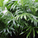 Chamodrea elegans ManPlan