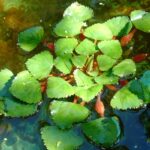 Flotantes