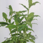 Floscopa scandens