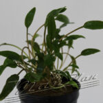 Cryptocorine parva ManPlan