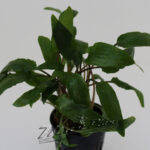 Cryptocorine wentii ManPlan