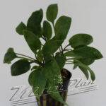 Cryptocorine willichi ManPlan