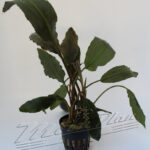 Lagenandra meeboldii LONG Leaves tiesto1 ManPlan