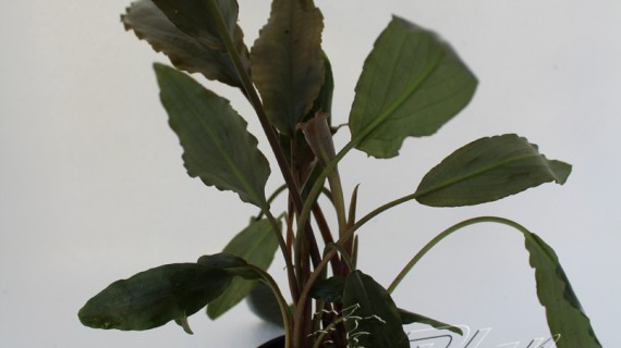 Lagenandra meeboldii LONG Leaves tiesto1 ManPlan