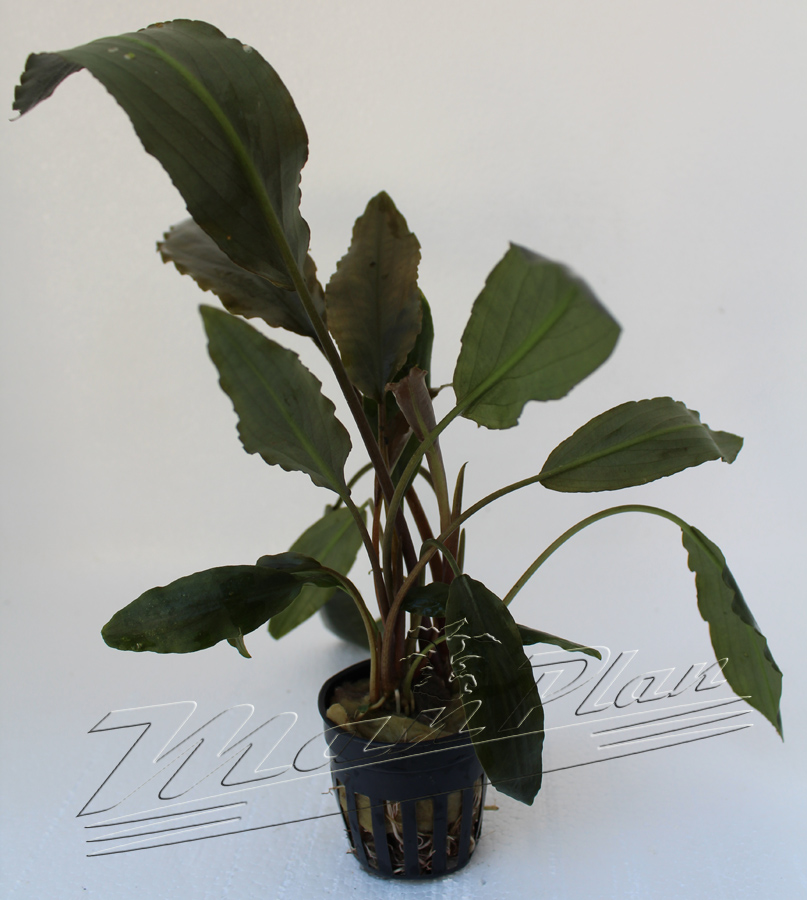 Lagenandra meeboldii LONG Leaves tiesto1 ManPlan