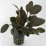 Lagenandra meeboldii Red round
