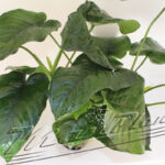 Anubias Barteri Madre hojas ManPlan