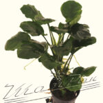 Anubias Round Leaf detalle ManPlan