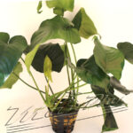 Anubias barteri especial xxl 094 planta ManPlan