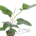Anubias gracilis