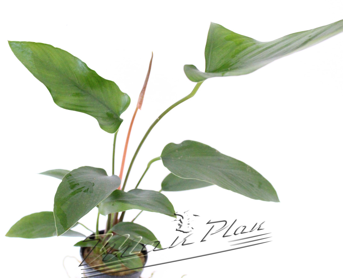 Anubias gracilis