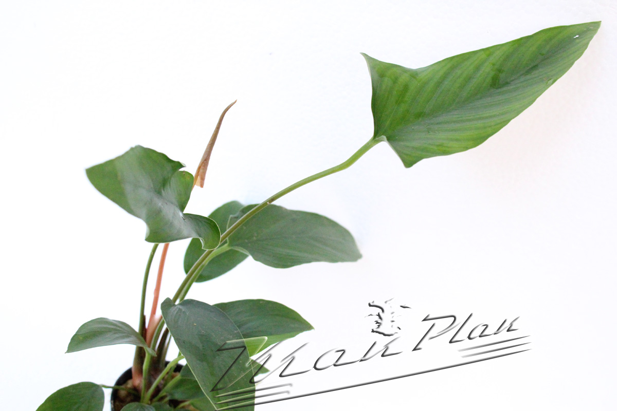 Anubias gracilis - Imagen 2
