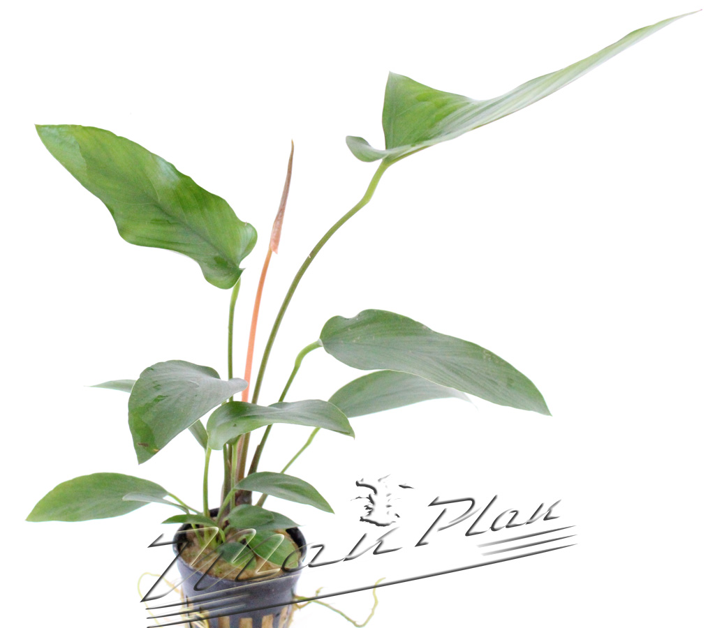 Anubias gracilis - Imagen 3