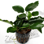 Anubias nana var. Wrinkle Leave
