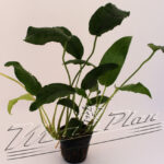 Anubias "Short & Sharp"