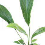 Anubias sp.